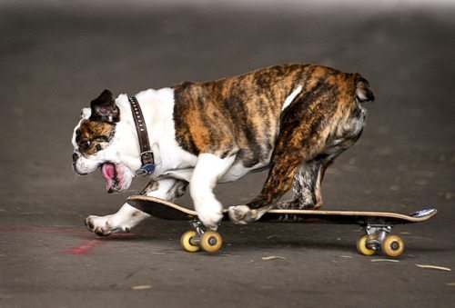 skateboard_pets114.jpg