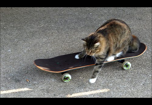 skateboard_pets183.jpg