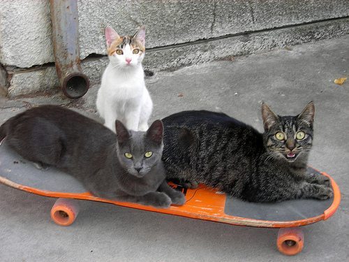 skateboard_pets246.jpg