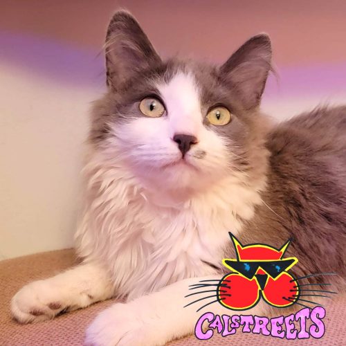 CalStreets Beamer Kitty Vancouver Cute Kitty 2022